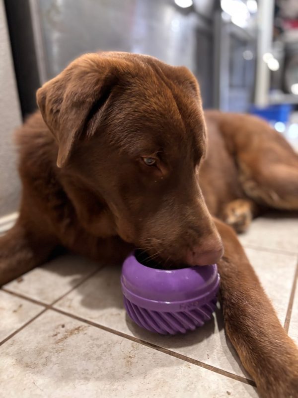 A chocolate Lab lying on a tile floor, licking a purple FreezJumbo