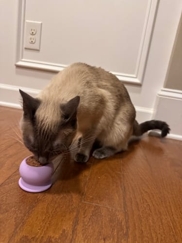 A Siamese cat on a wooden floor, licking food from a purple FreezPounce