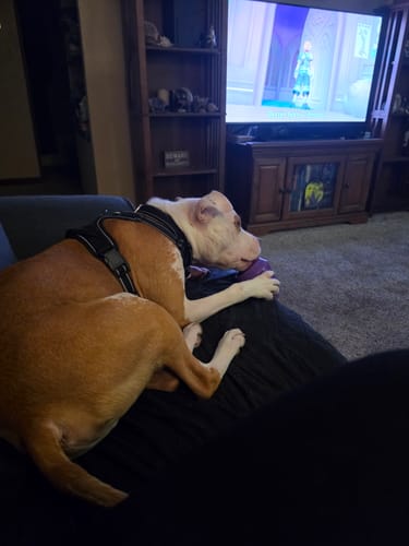 A tan and white pit bull mix lying on a couch next to a filled Freezbone toy