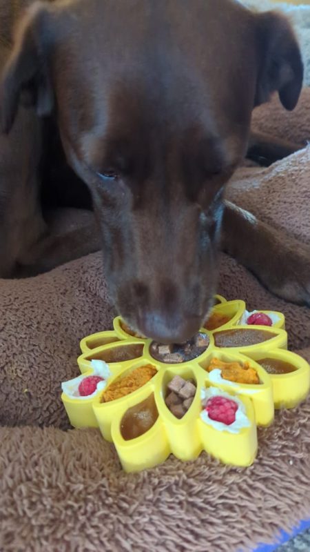 A brown dog lying on a bed, licking food from a yellow sunflower-shaped Freezbone toy
