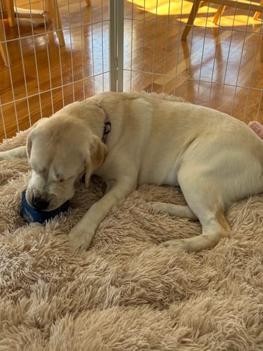 A yellow Labrador puppy lying on a fluffy rug, licking a navy FreezBox