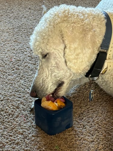 A big white curly-haired dog licking a filled navy FreezBox on the carpet