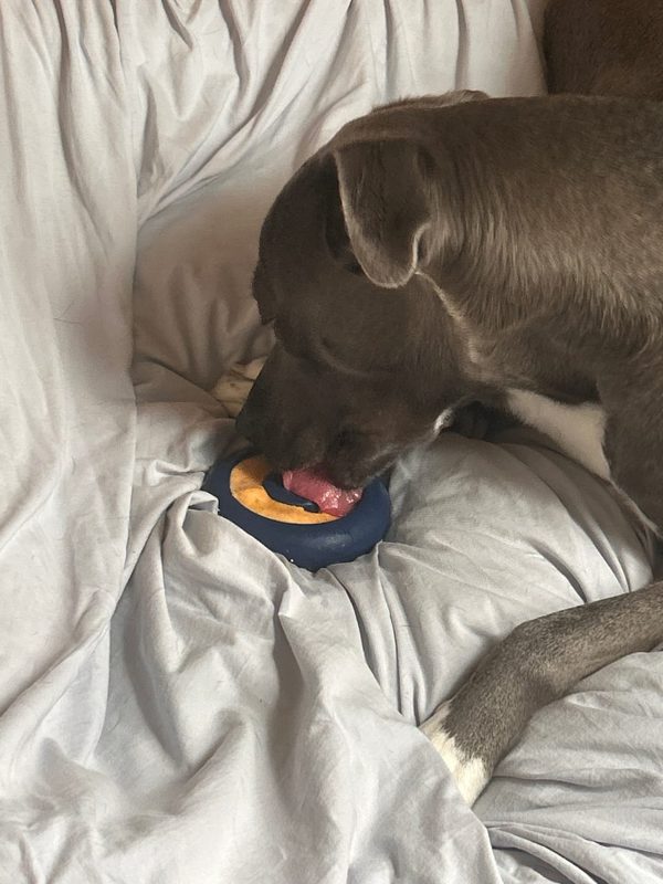 A gray dog lying on a bed, licking a filled navy Freezbone toy