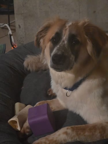 A brown and white dog on a dog bed, holding a purple FreezBox between its paws