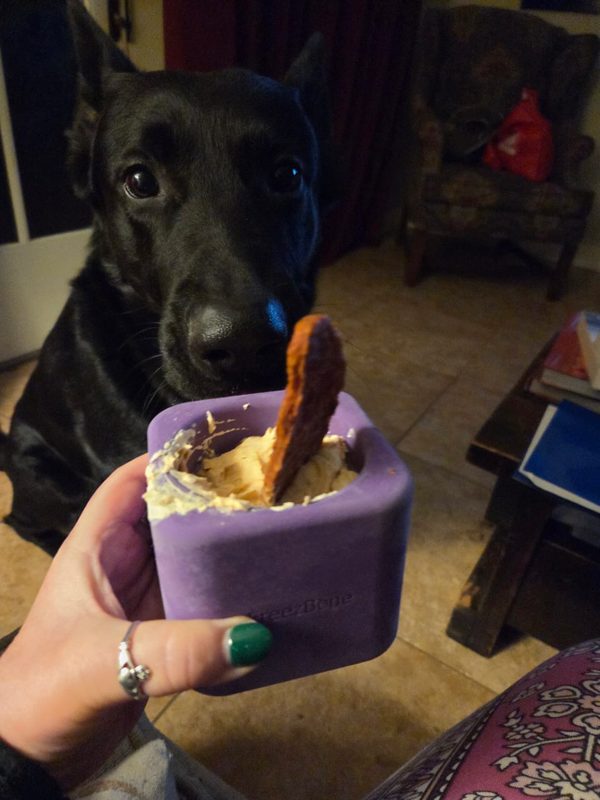 A black dog looking at a purple FreezBox filled with yogurt and a duck foot