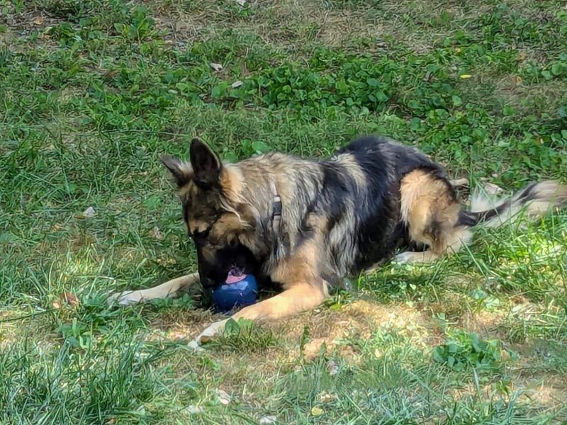 A German shepherd lying in the grass with a navy Freezball