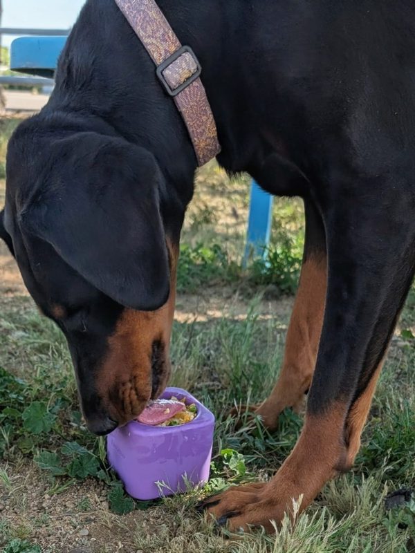 A Rottweiler licking a purple FreezBox on the grass