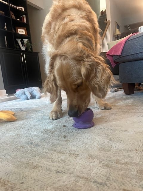 A golden retriever licking a purple Freezbone cup on a gray rug