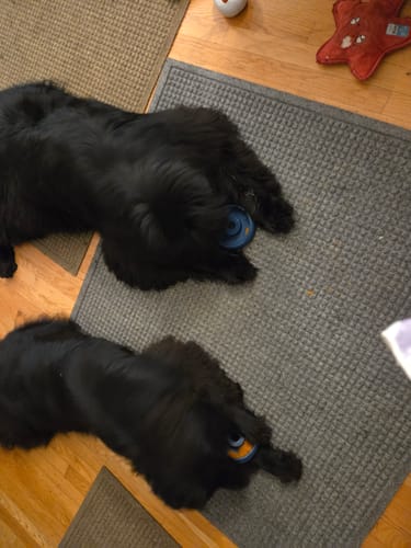Two black spaniel-type dogs lying on mats, each with a FreezDoughnut