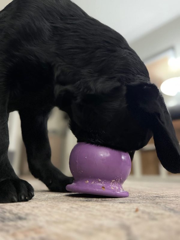 A black Lab licking a purple Freezball with a flat base