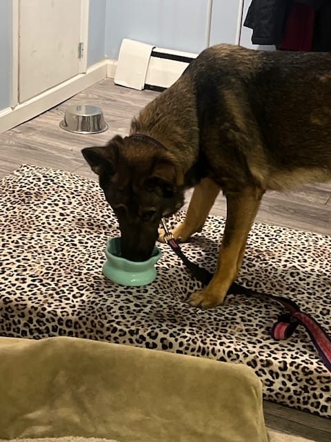 A German shepherd licking a green Freezbone cup on a leopard-print mat