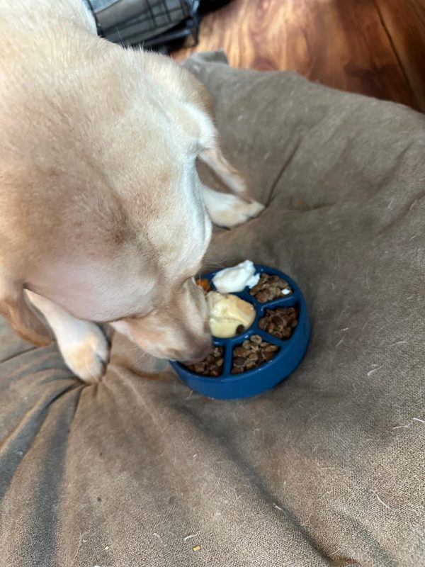 A yellow Lab lying on a dog bed, licking a filled blue Freezbone toy