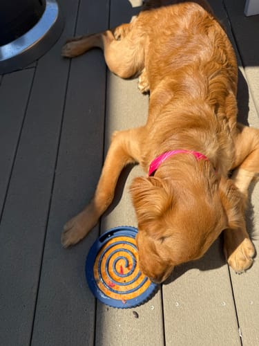 A golden retriever lying on a deck, licking a blue FreezSwirl spiral plate