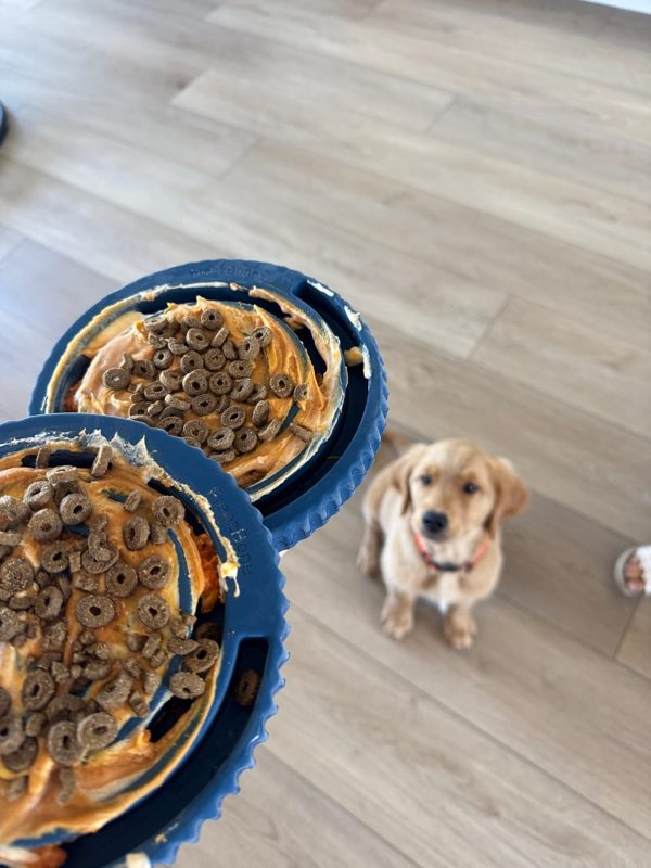 A golden puppy sitting on a wood floor next to two filled FreezSwirl toys