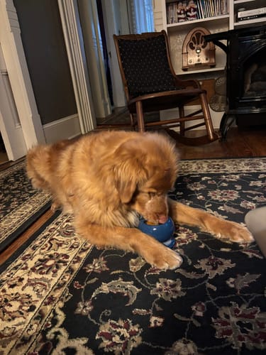 A golden dog lying on a patterned rug, licking a navy Freezball