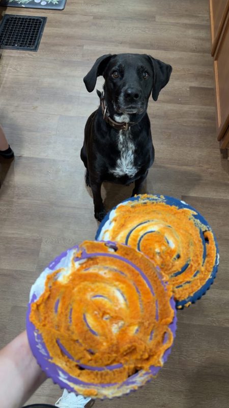 A black dog looking up at two FreezSwirls filled with pumpkin and yogurt