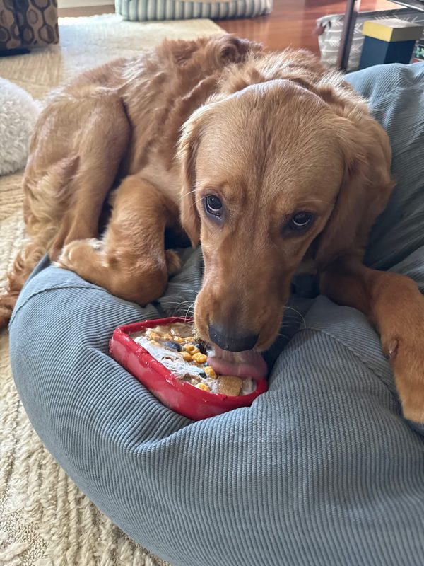 A golden retriever lying on a pillow, licking a filled red heart-shaped Freezbone toy