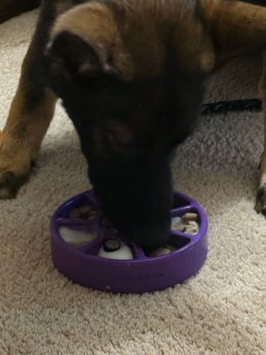 A German shepherd puppy licking food from a purple Freezbone toy on a carpet