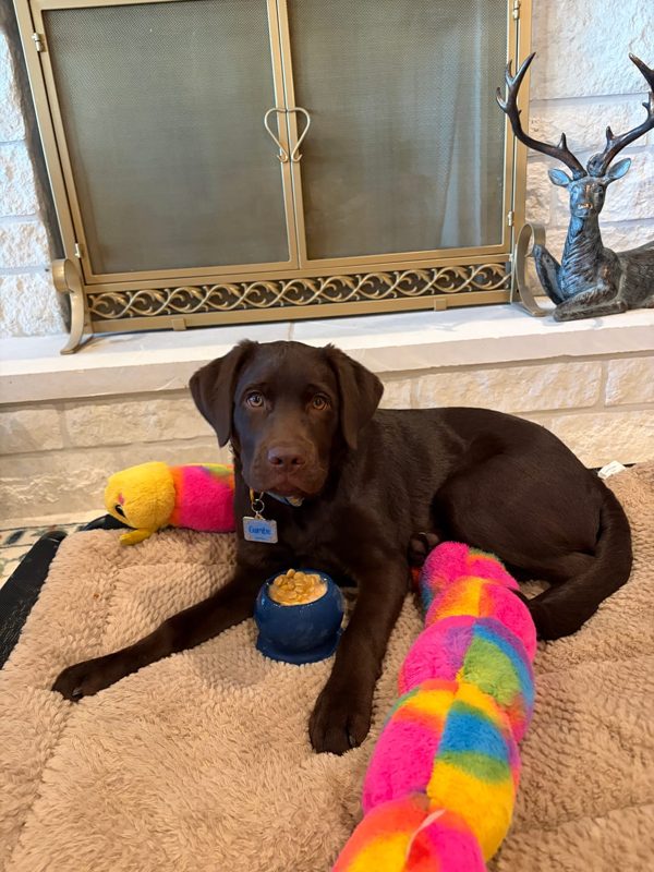 A chocolate Lab lying on a bed with a navy Freezball