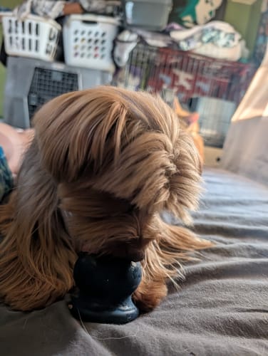 A long-haired Yorkie on a bed with a dark Freezbone toy