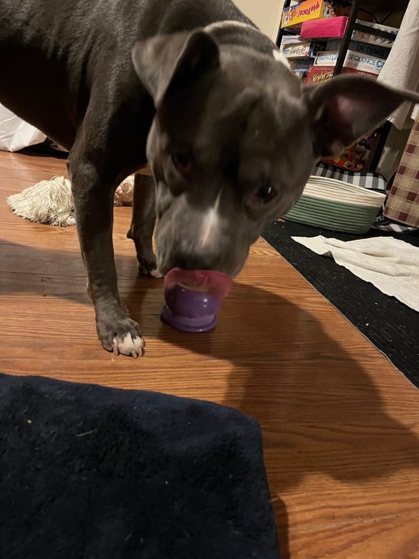 A gray pit bull mix licking a purple Freezball on a wood floor