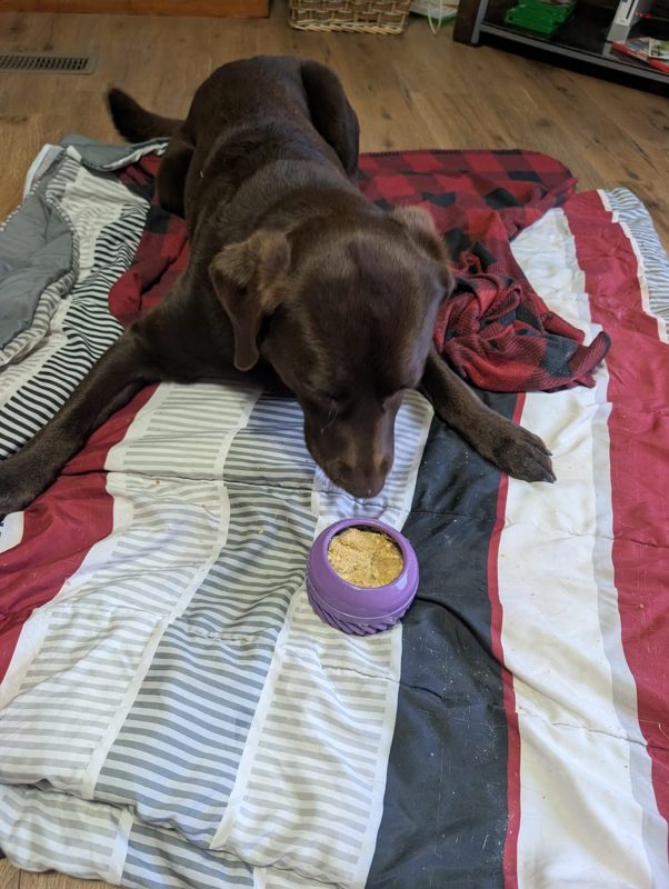 A chocolate Lab licking a purple FreezJumbo on a striped blanket