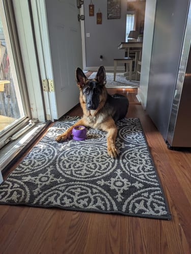A German shepherd lying on a patterned mat by a kitchen door with a purple Freezball
