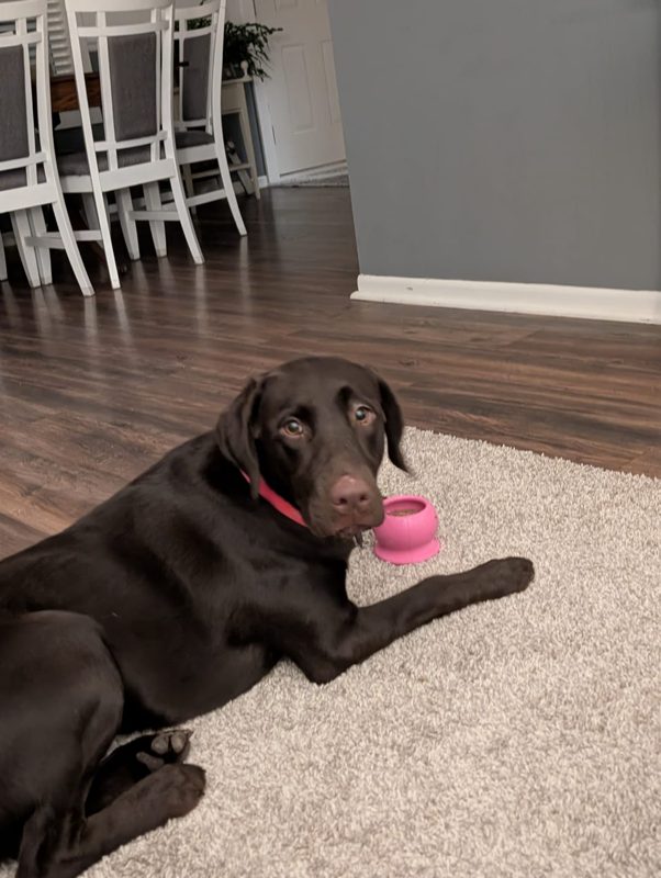 A chocolate Lab lying on a rug next to a pink Freezball