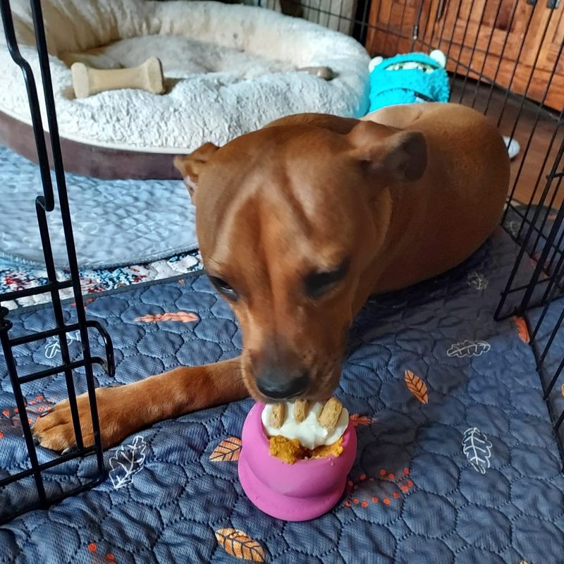 A puppy lying in a crate, licking a pink Freezbone cup