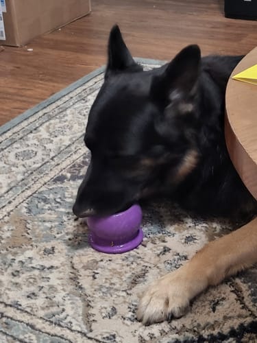 A German shepherd lying on a rug, licking food from a purple Freezball
