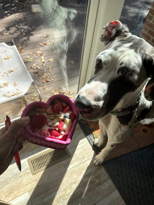 A Great Dane puppy looking at a heart-shaped Freezbone toy full of treats