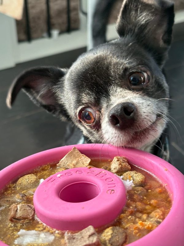A small black and white Chihuahua looking over a pink Freezbone toy filled with food