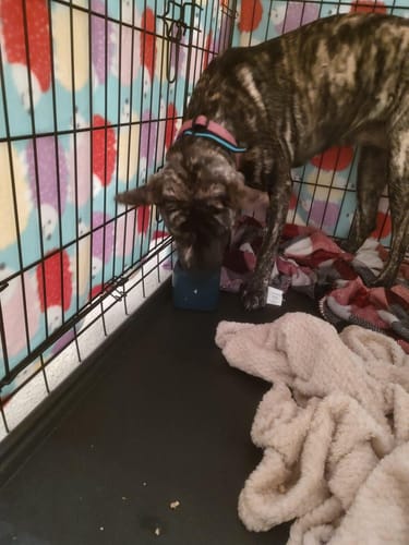 A brindle shepherd pit mix in a crate, eating from a navy FreezBox