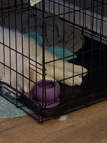 A white puppy resting in a crate next to a purple Freezball