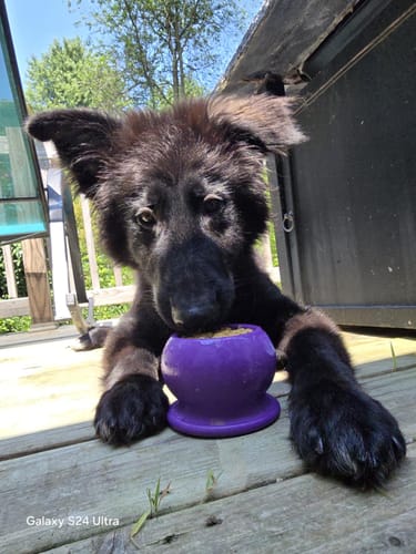 A fluffy German shepherd puppy on a deck with its paws around a filled purple Freezball