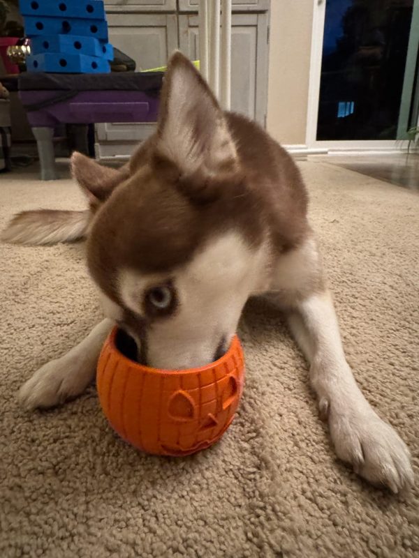 A Klee Kai puppy licking an orange FreezPumpkin on a carpet