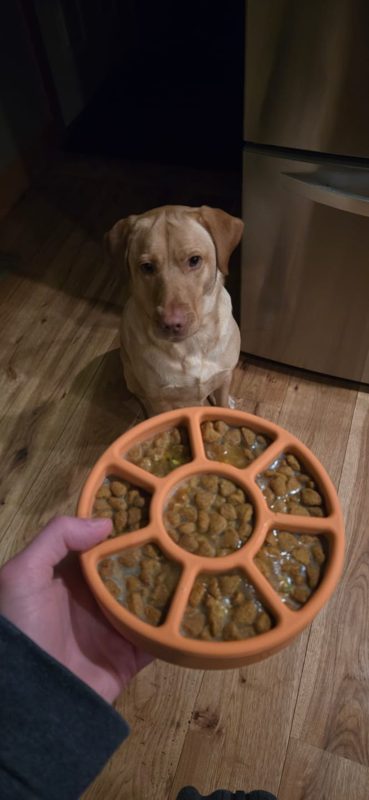 A yellow Lab waiting while its owner holds an orange FreezWheel full of kibble